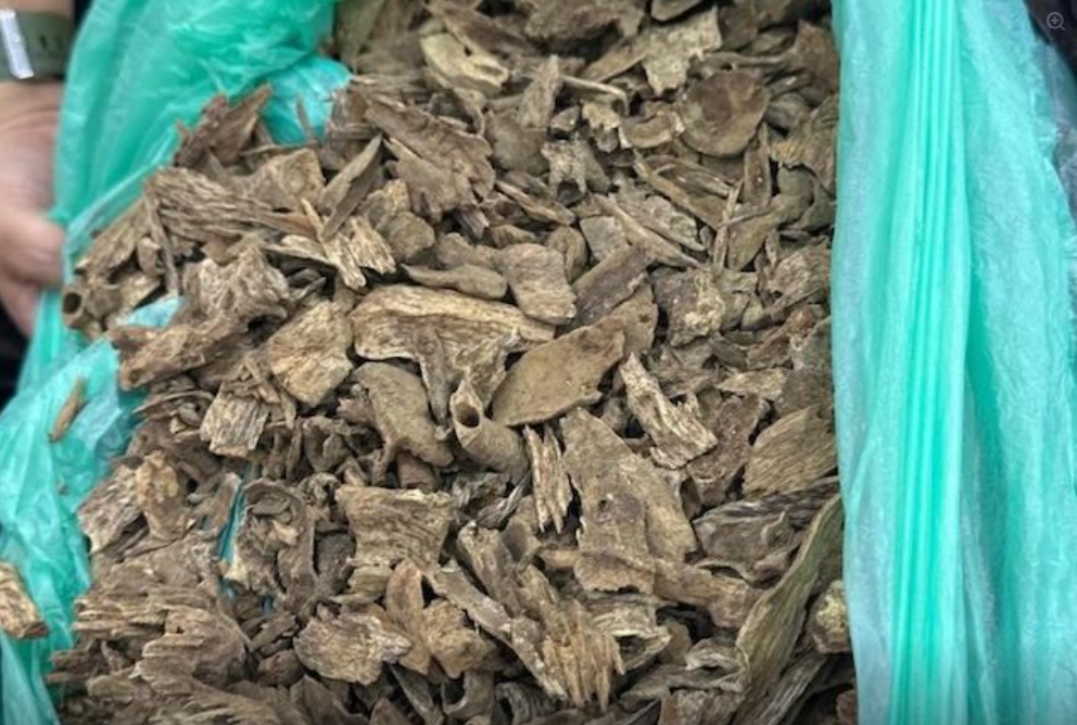 菲海關(guān)突擊倉(cāng)庫(kù)，截獲840萬(wàn)比索誤報(bào)沉香木！